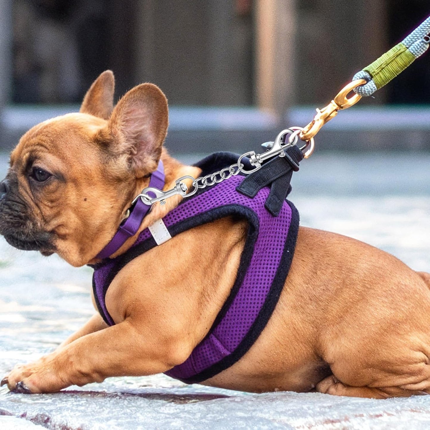 Prong Collar Safety Clip Stainless Steel Safety Clip for Prong Collar 7.5 Inches Silver Dog Harness Collar Leash Connector