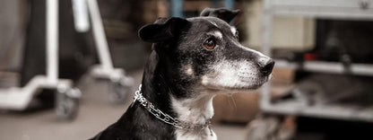 Stainless Steel Prong Dog Training Collar with Swivel Ultra-Plus Pet Pinch Collar No-Pull Collar for Dogs Made in Germany 4Mm X 25In Large